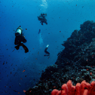 Diving Puglia D.C. image 12